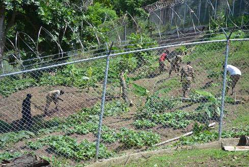 Jamaica to use correctional institutions in aggricultural capacity - Caribbean National Weekly News