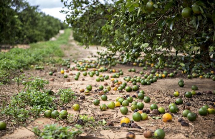 Hurricane Irma damages south Florida farms - Caribbean National Weekly News