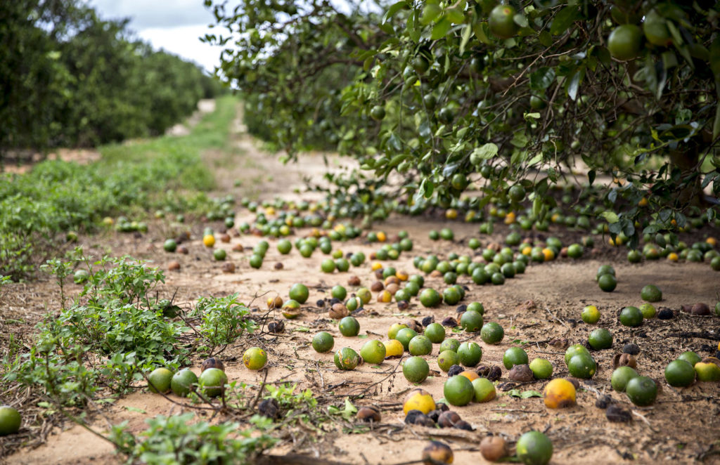 Several Florida farms damaged by hurricane Irma CNW Network
