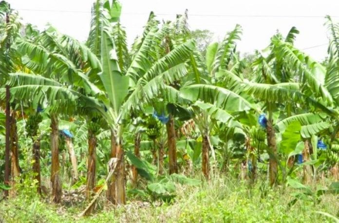 Jamaica bananas