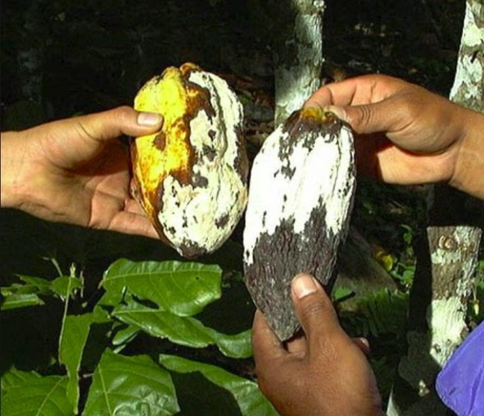 cocoa disease