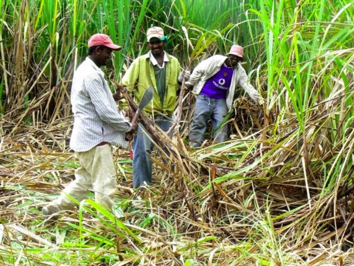 sugar farmers
