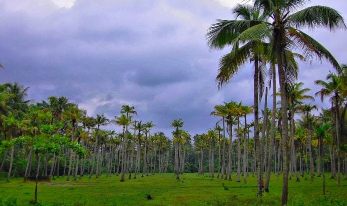 Coconut farming guidelines