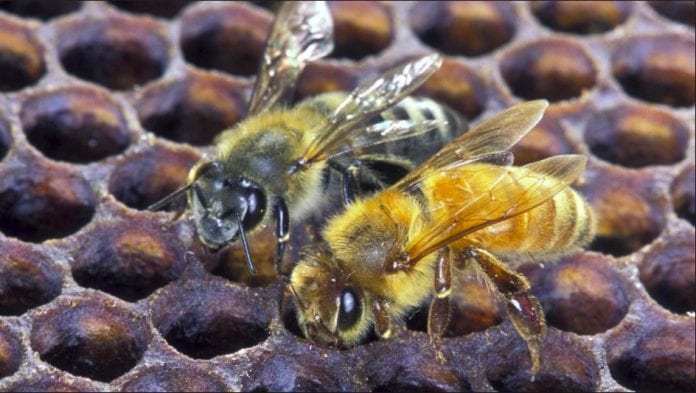 Africanized bees Trinidad