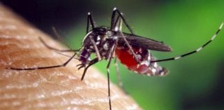 PAHO calls on Caribbean to ramp up dengue prevention efforts PAHO concerned over increased dengue, Oropouche and avian influenza cases