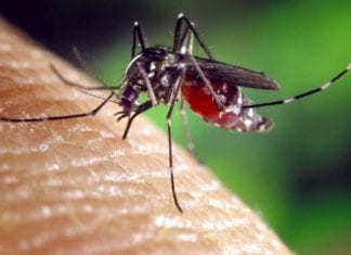 Private companies join forces to release dengue-fighting mosquitoes in the Caribbean PAHO concerned over increased dengue, Oropouche and avian influenza cases