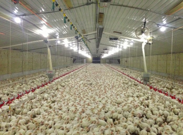 poultry imports