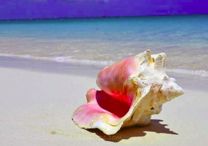 conch poisoning