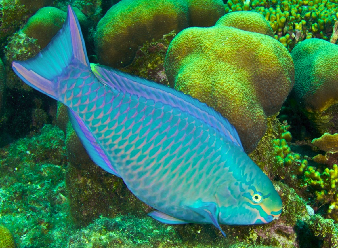 parrot fish tour