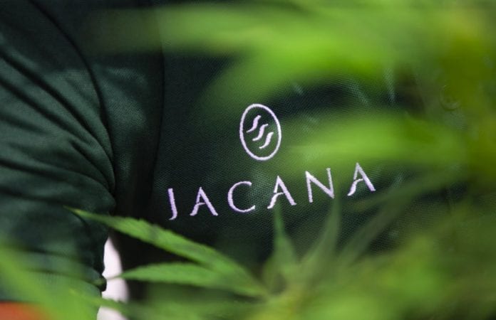 Jacana