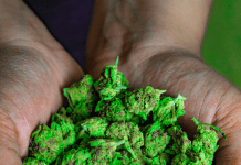 Top benefits of Blackberry Kush 28 Grams Littles Indica for stress relief Florida Cannabis equity