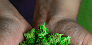 Top benefits of Blackberry Kush 28 Grams Littles Indica for stress relief Florida Cannabis equity