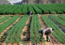 Fact-Finding team to probe work conditions of Jamaican farmers in Canada Jamaican farm workers removed due to deplorable conditions
