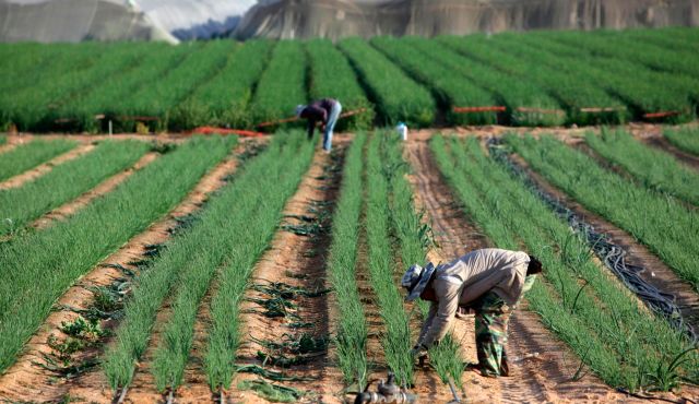 Jamaican farm employees eliminated attributable to deplorable circumstances