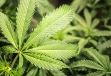 Antigua launches research on marijuana to understand impact on youth