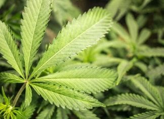 Miami Beach Commissioners tighten marijuana laws ahead of spring break