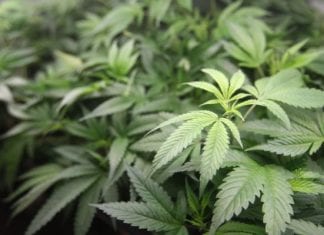 US Virgin Islands marijuana law gains momentum marijuana