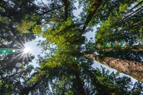 Jamaica to plant 6,000 trees for Jamaica 60