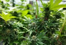 Two different perspectives on cannabis use in sports Antigua to amend law to fine those who use marijuana in Public