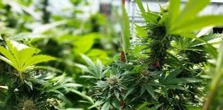 Jamaica launches Medical Cannabis Special Permit programs Antigua to amend law to fine those who use marijuana in Public