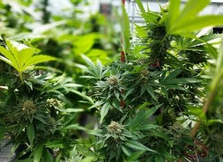 Two different perspectives on cannabis use in sports Antigua to amend law to fine those who use marijuana in Public