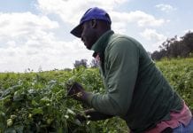 Jamaica sent over 15,000 workers to Canada and US in 2025 farmworkers florida Jamaicans