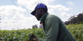 Jamaica sent over 15,000 workers to Canada and US in 2025 farmworkers florida Jamaicans