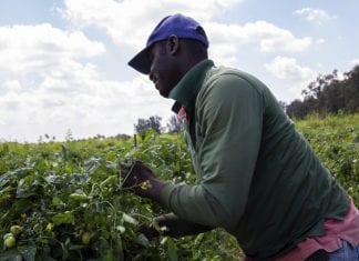 Jamaica sent over 15,000 workers to Canada and US in 2025 farmworkers florida Jamaicans
