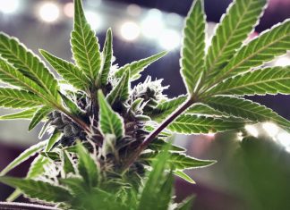 Florida Supreme Court deliberate over recreational marijuana amendment medical marijuana