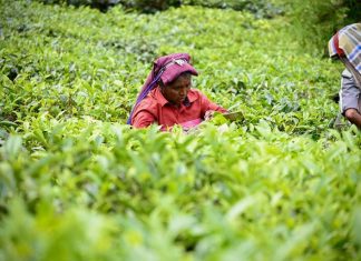 Jamaica, Canada collaborate to enhance Seasonal Agricultural Workers Programme Less Jamaicans on Canada’s farm work program