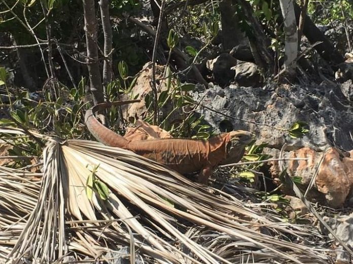 jamaican iguana