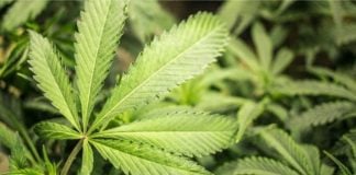 Florida Supreme Court to review appeal on marijuana legalization ballot measure marijuana