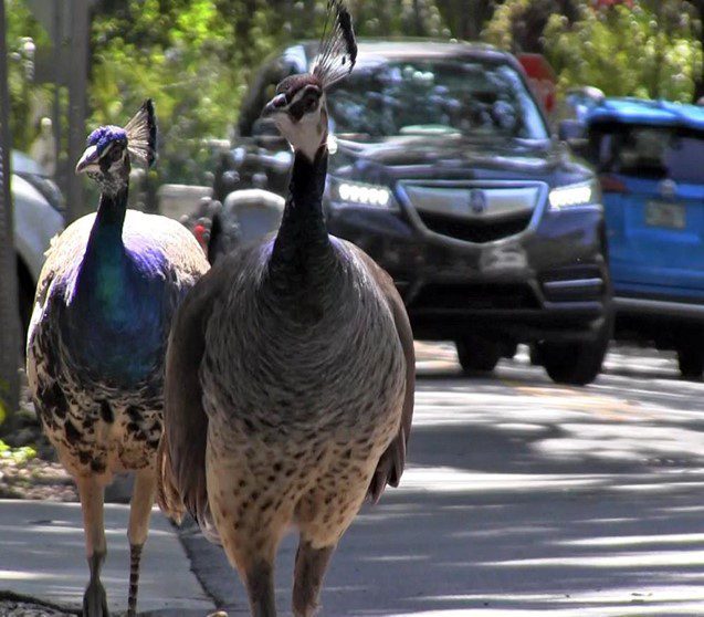 peacocks