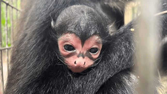 Batman Spider Monkey