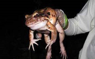 Dominica Mountain Frog