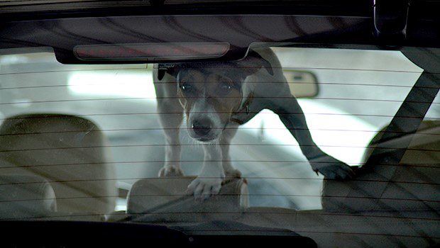 Woman accused of leaving four dogs to die in hot car in Florida