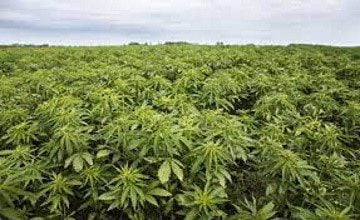 Guyana laying the groundwork for development of hemp industry