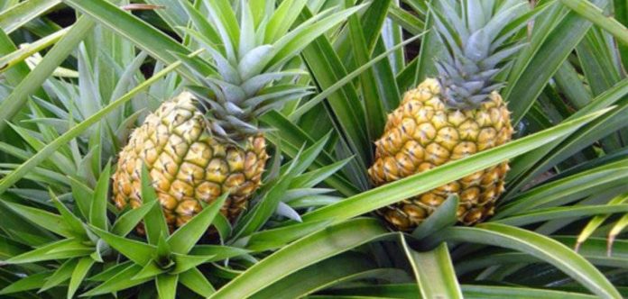 Cuba pineapple