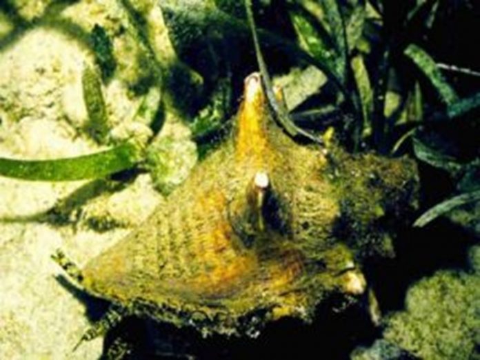Action plan for the Queen conch industry in the Eastern Caribbean
