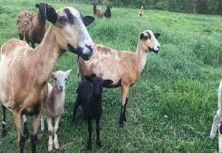 One thousand black belly sheep to arrive in Guyana from Barbados next week