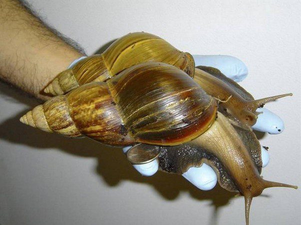 Giant African Snail Species Invades South Florida Again