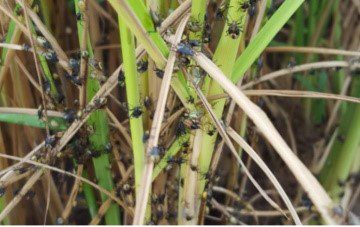 Guyana Rice Development Board undertaking study of paddy bugs