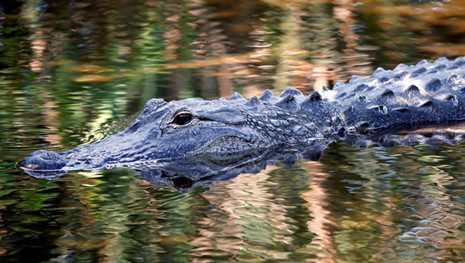 Florida woman found dead, grabbed by gators in pond