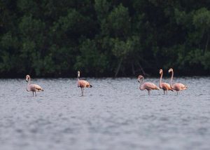 birds caroni swamp