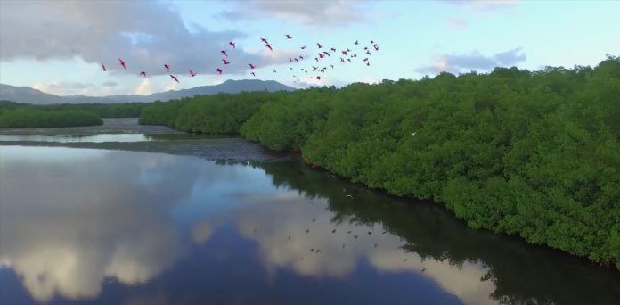 Caroni Swamp & Bird Sanctuary