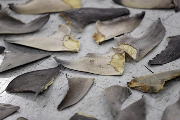 Feds target US companies caught in lucrative shark fin trade