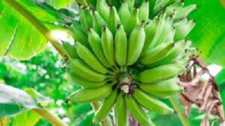 St. Lucia shipping bananas to Trinidad and Tobago following UK trade suspension