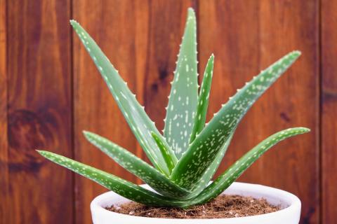The most Instagrammable houseplants