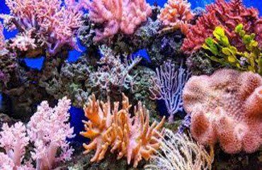 Caribbean reefs under bleaching watch