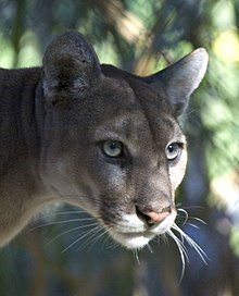 Endangered Florida panther struck and killed by vehicle